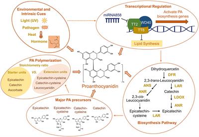 Revisiting decade-old questions in proanthocyanidin biosynthesis: current understanding and new challenges